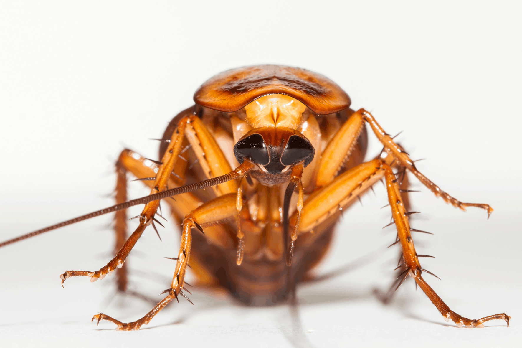 Blattes et Cafards : Dangers, Prévention et Solutions de Désinsectisation