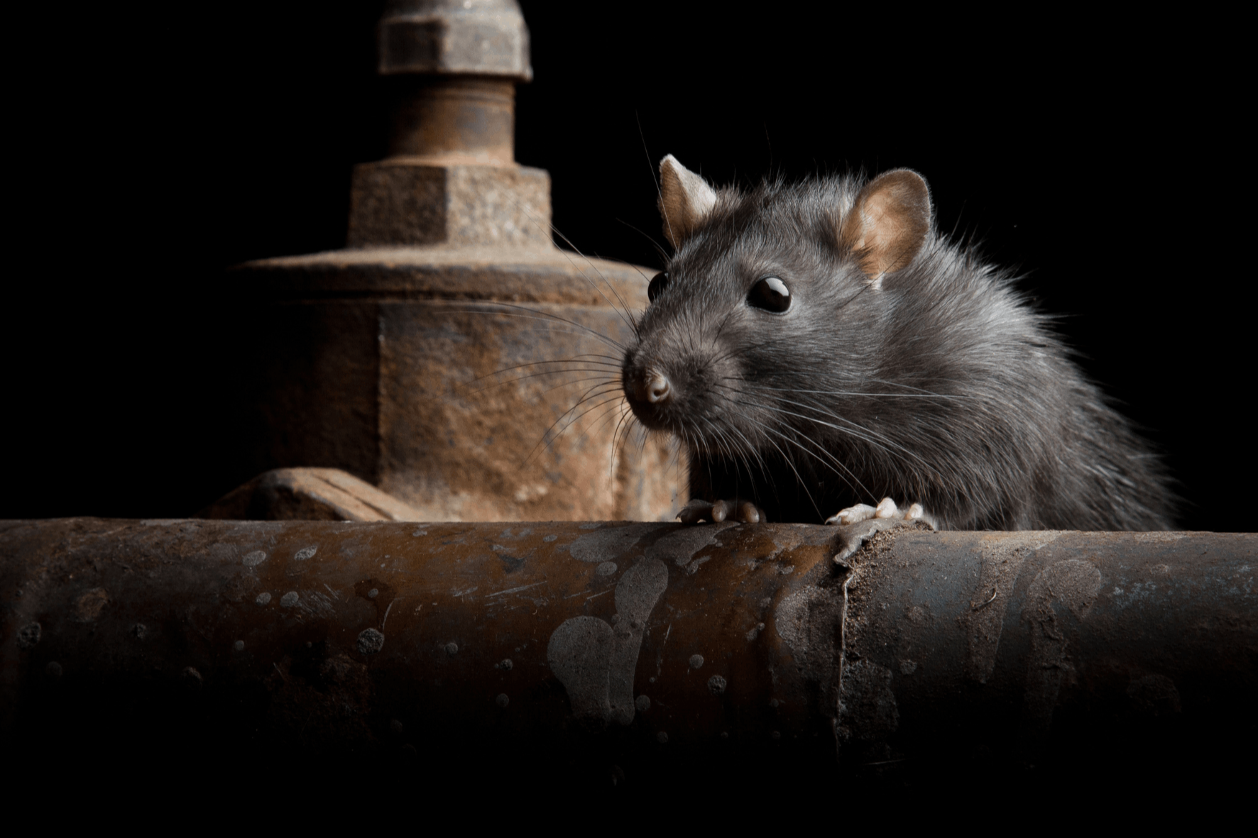 Rats : Dangers, Prévention et Solutions de Dératisation