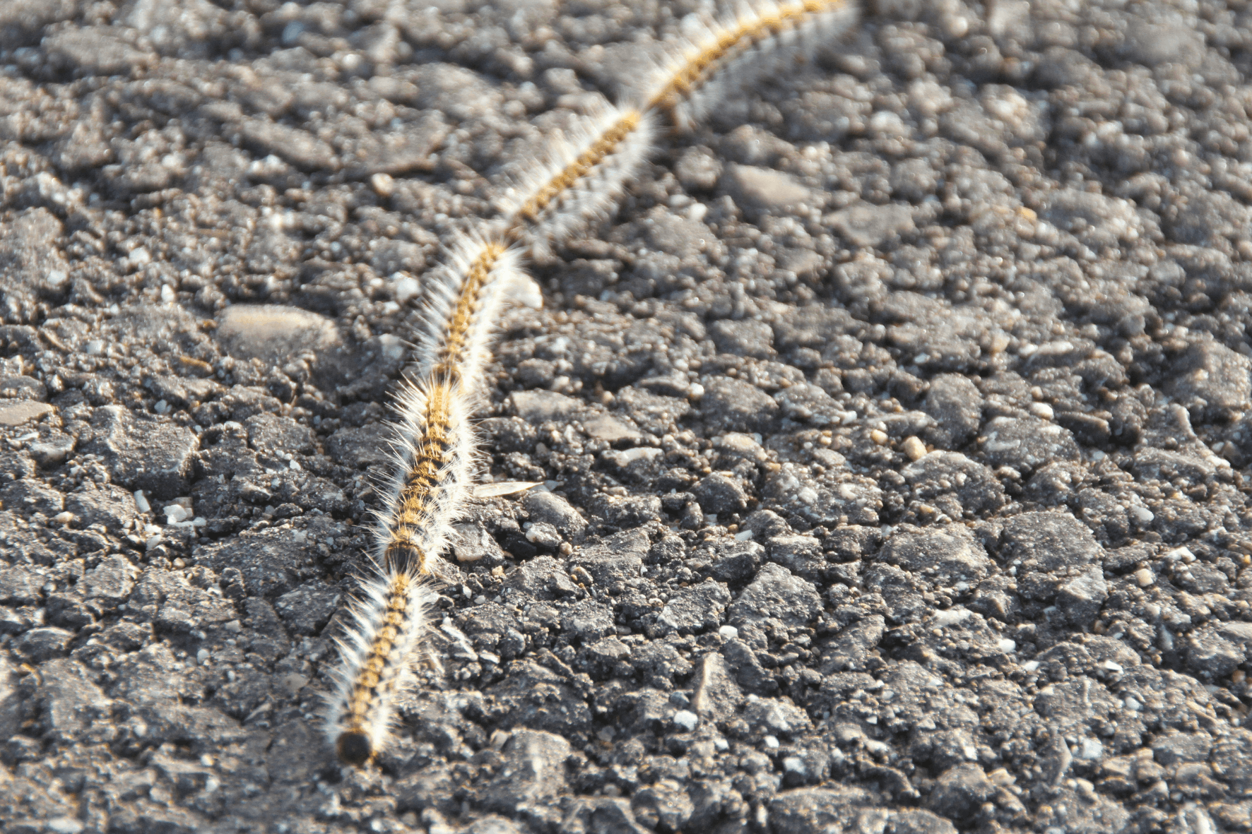 Chenilles Processionnaires : Dangers, Prévention et Solutions de Traitement