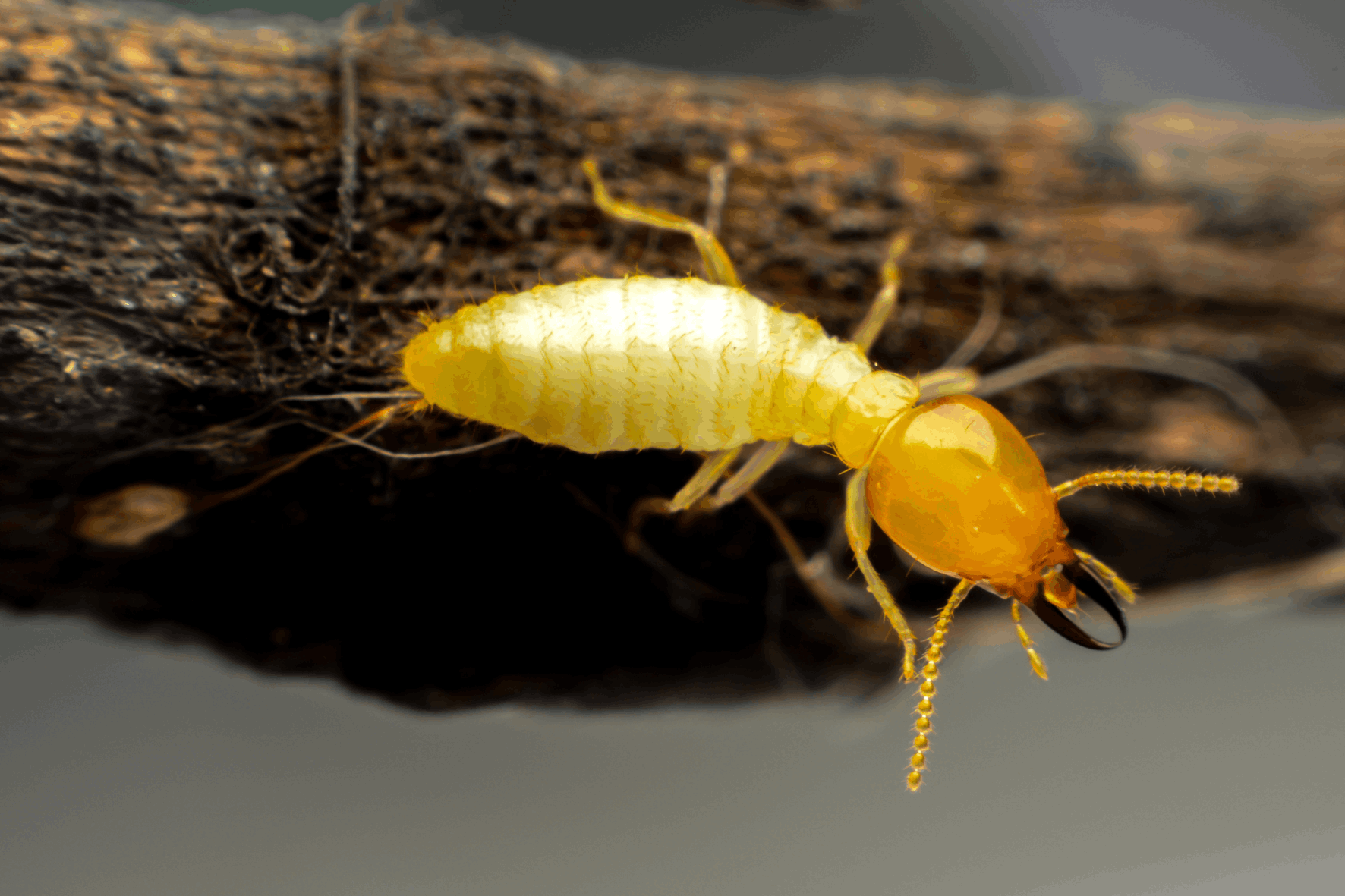 Termites : Dangers, Prévention et Solutions de Traitement