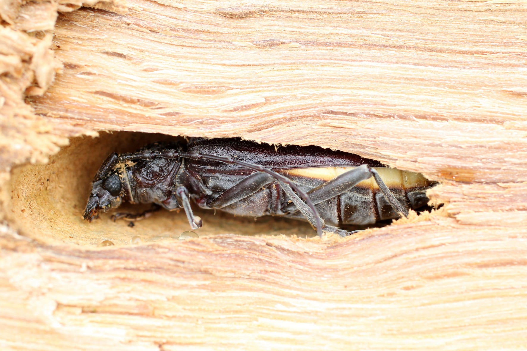 Capricornes de maison : Dangers, Prévention et Solutions de Traitement