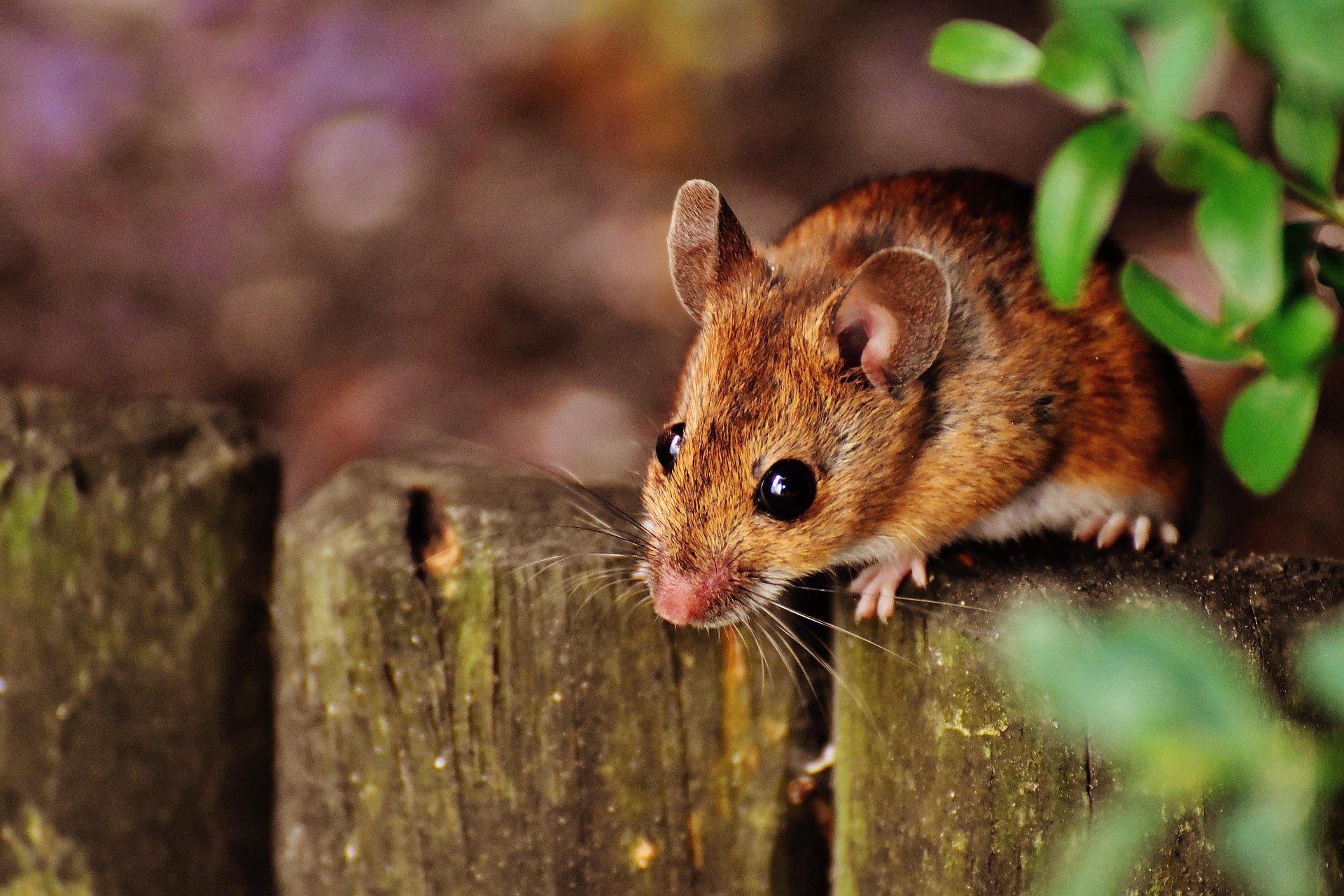 🐭 Souris : Dangers, Prévention et Solutions de Dératisation