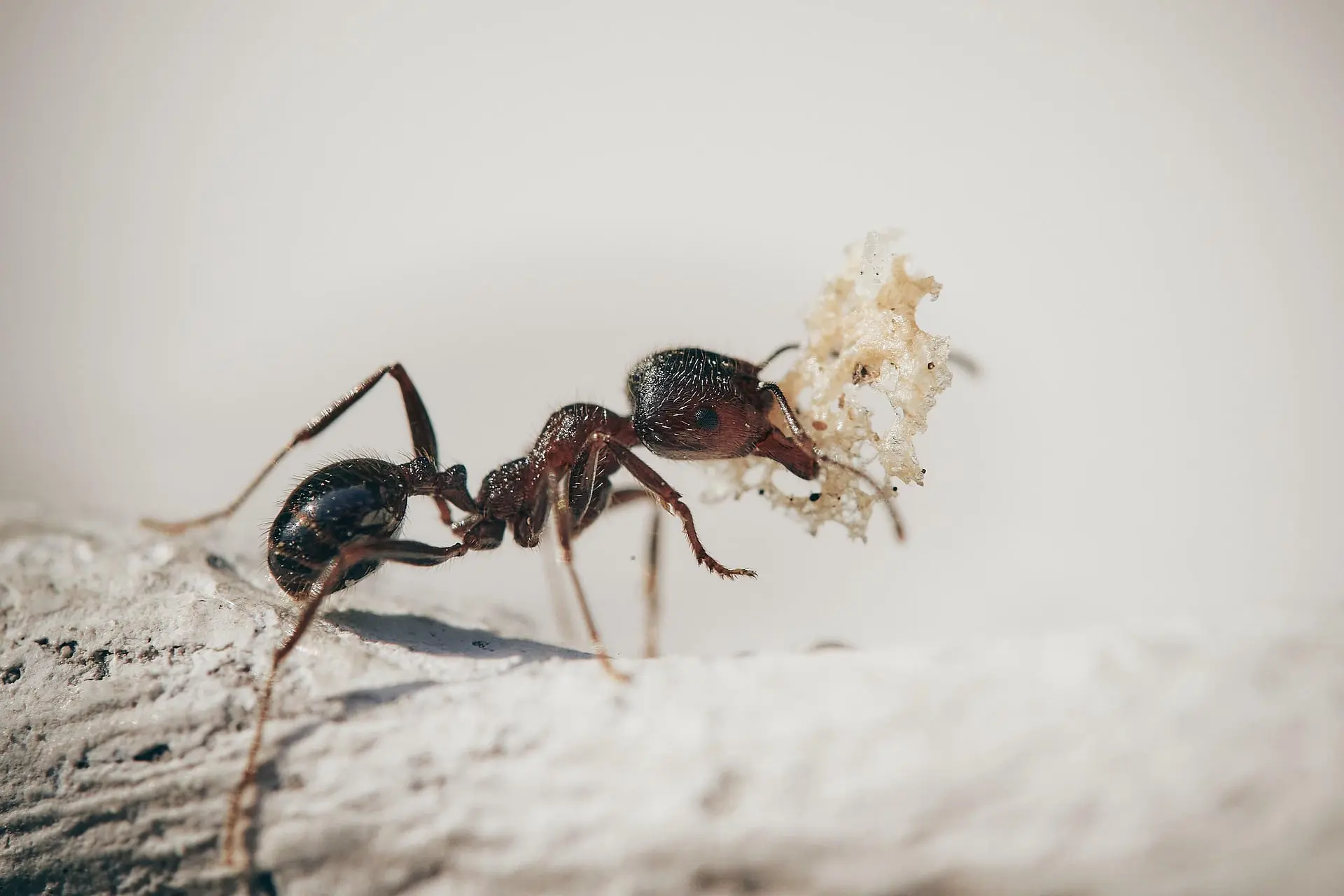 🐜 Fourmis : Dangers, Prévention et Solutions de Traitement